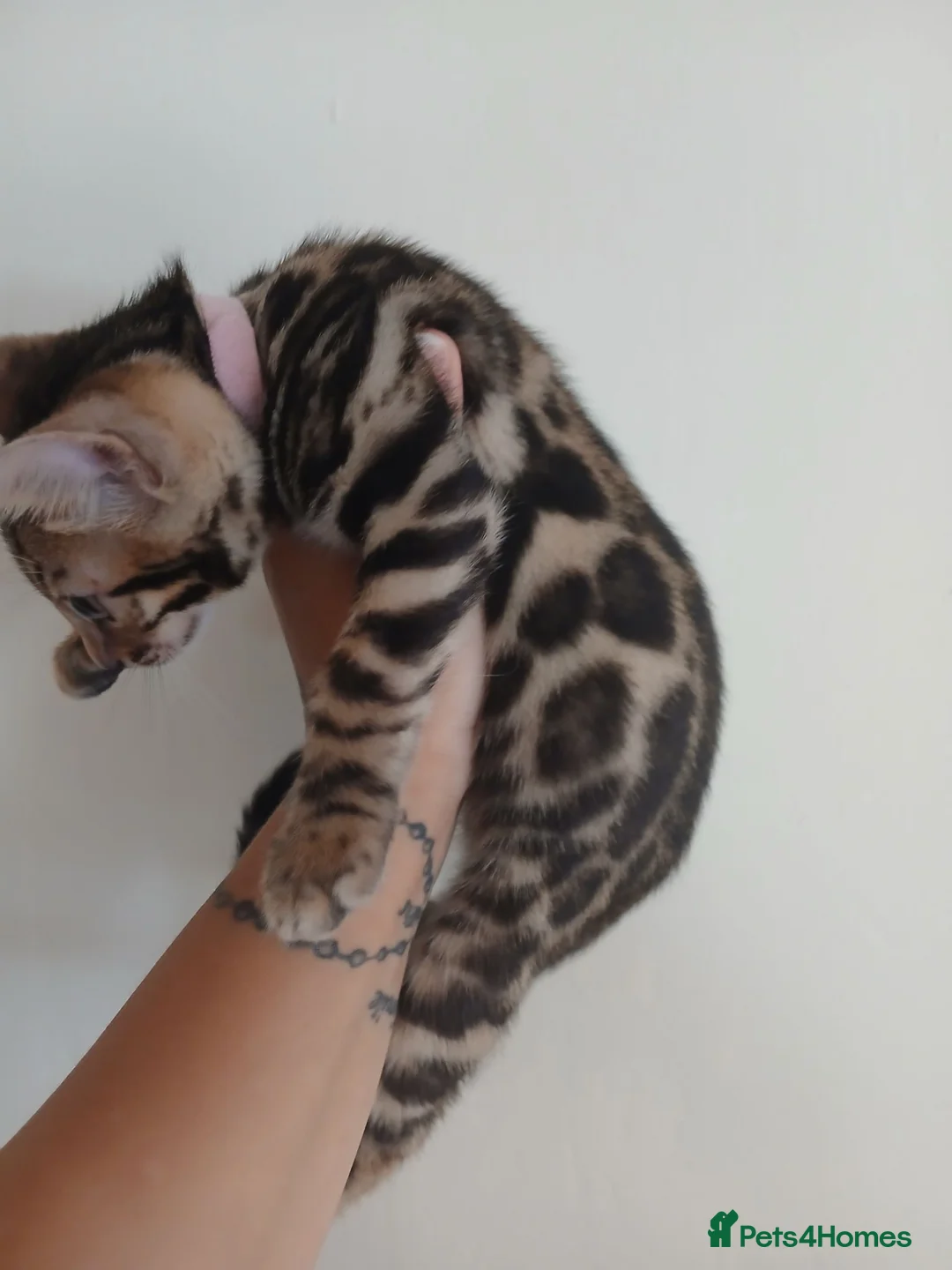Bengal cats for sale: 1 bengal girl left ❤️🐈 available now‼️ - Advert 1