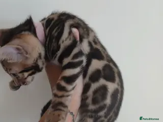 Bengal cats NEW PRICE ONLY 1 BENGAL BEAUTY LEFT ‼️‼️❣️ - Advert 1