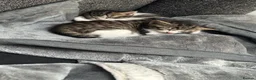 Mixed Breed cats for sale: Female and male kittens in Stoke-on-Trent - Advert 7
