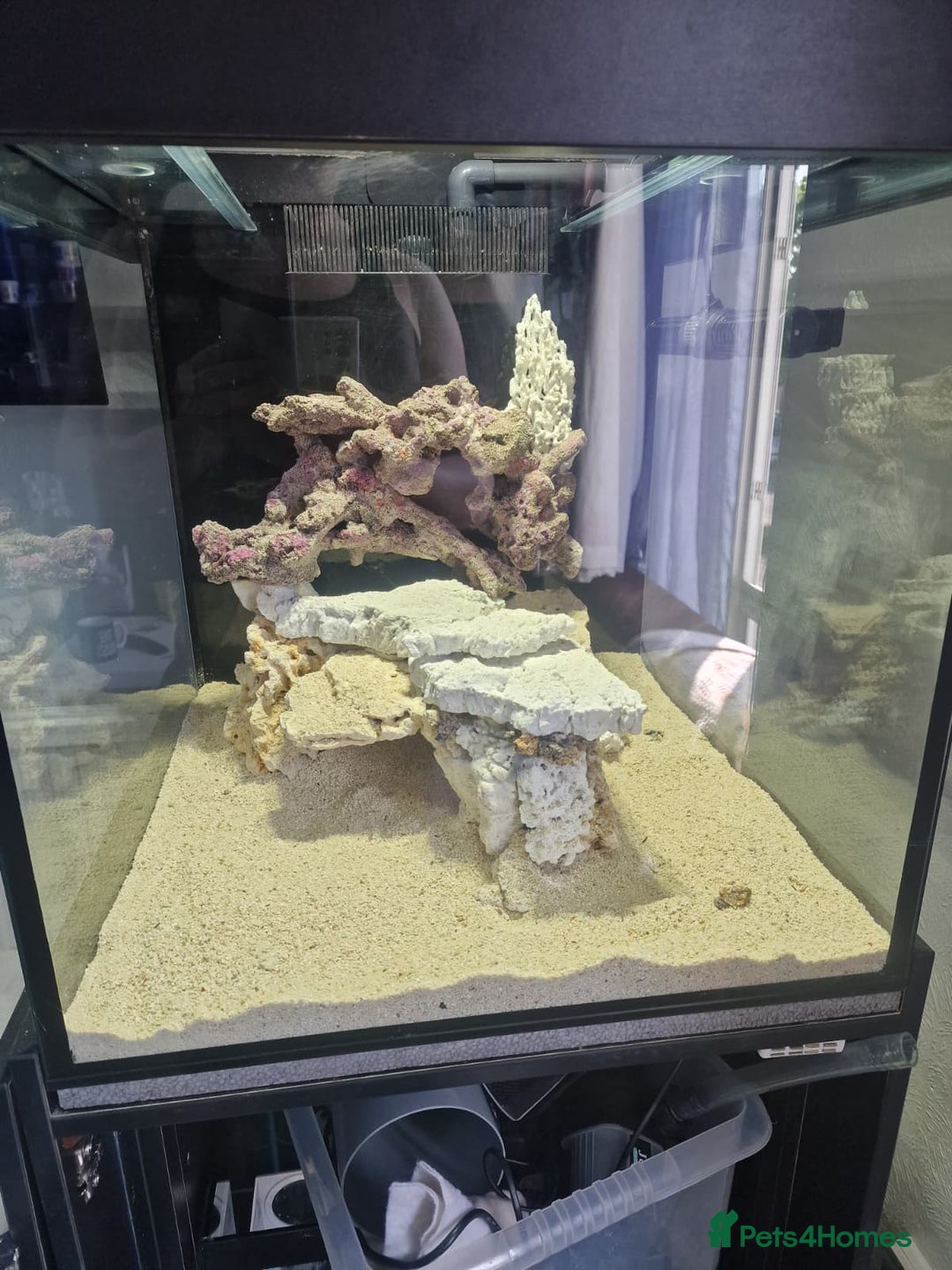 Other/Mixed Breed fish for sale: Salt water aquarium + quarantine tank - Image 4