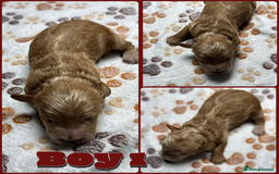 Cockapoo dogs for sale: Outstanding Cockapoos Fully Health Tested  - Image 8