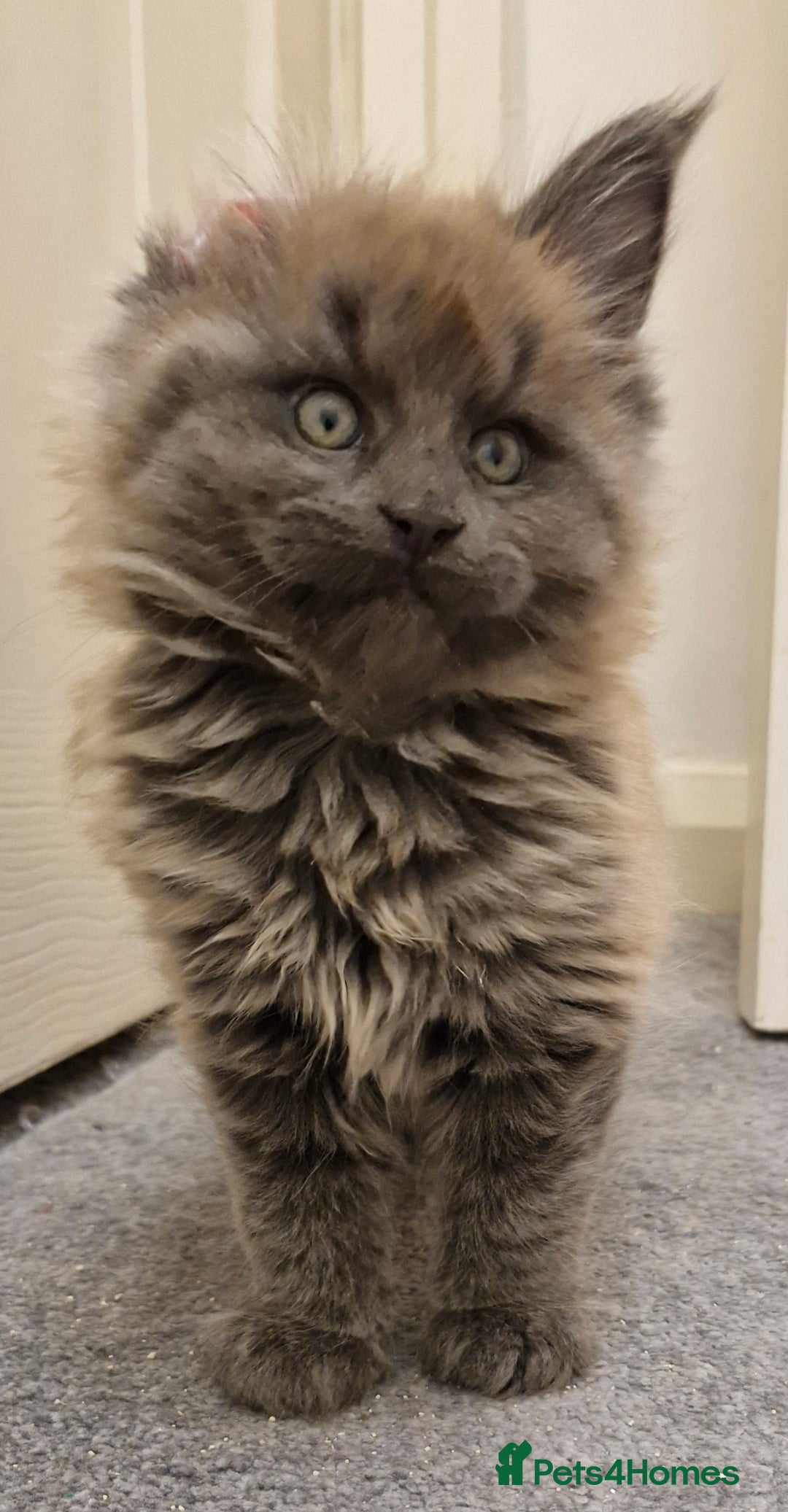 Maine Coon cats for sale: XL RUSSIAN LINE BOY - Advert 2
