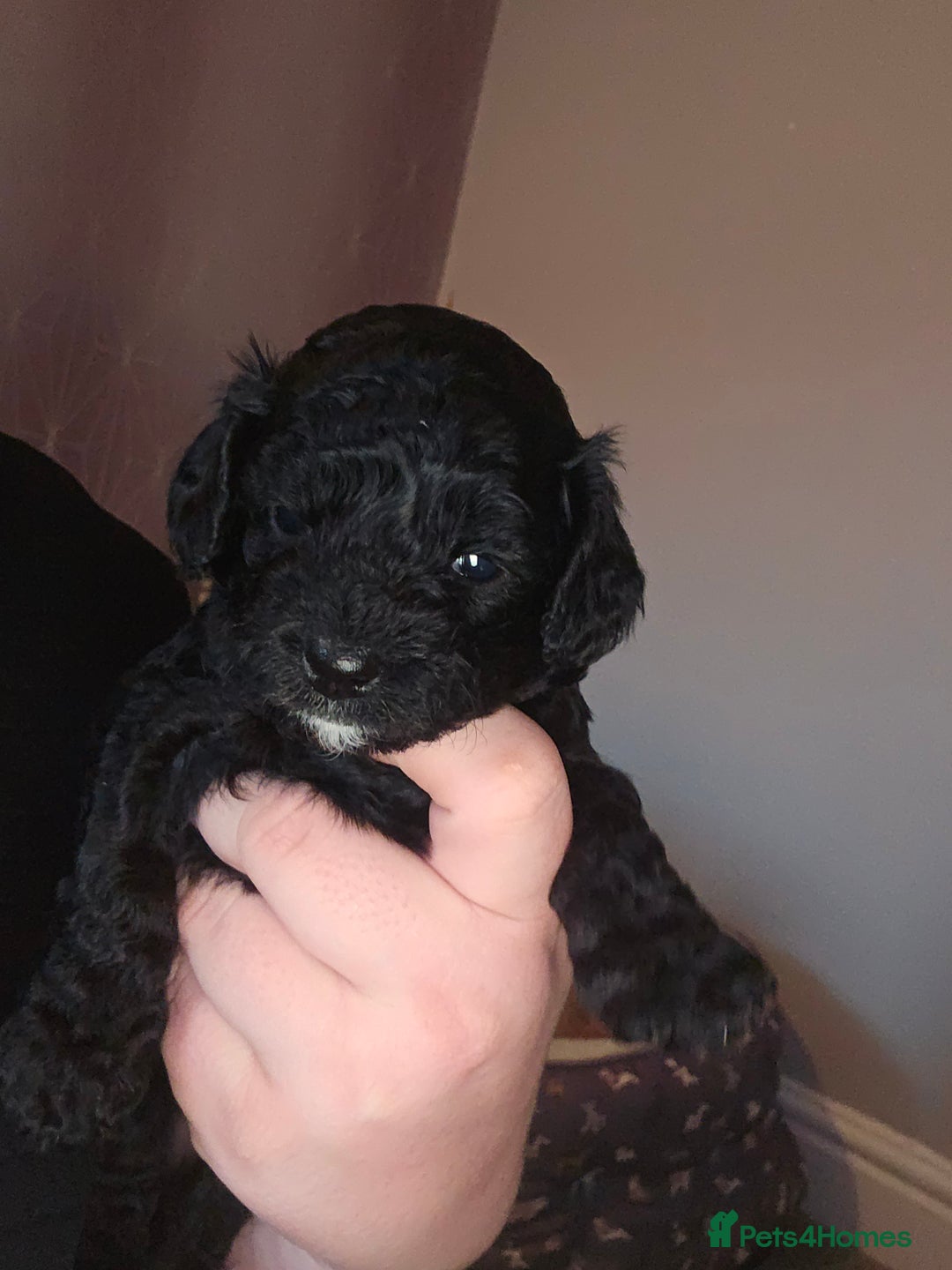 Shihpoo dogs for sale: 🐾REDUCED 2 Boys £800 - Shihpoo Puppies🐾 - Advert 23