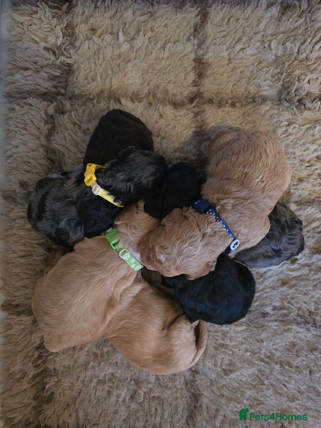 Cavapoo dogs for sale: Beautiful fully health tested cavapoo puppies  - Advert 3