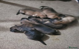 German Shepherd dogs for sale: KC REGISTERED HEALTH TESTED PARENTS READY NOW - Image 3