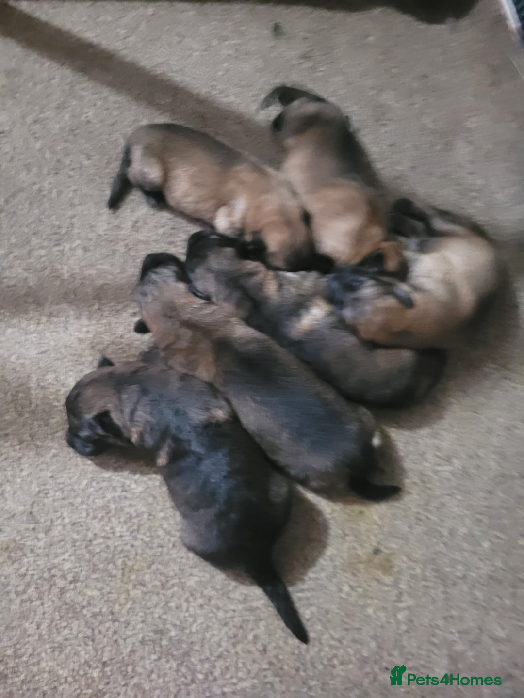 German Shepherd dogs for sale: KC REGISTERED HEALTH TESTED PARENTS READY NOW - Image 3
