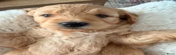 Mini Goldendoodle dogs for sale: Stunning F1 Miniature Goldendoodle puppies - Advert 17