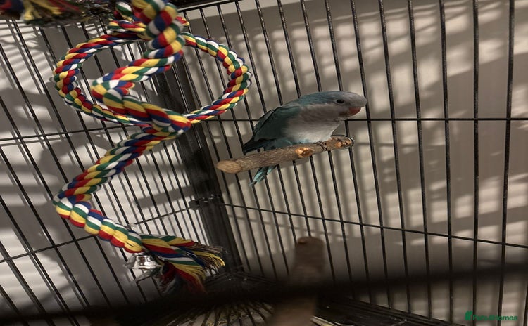 Parrots birds - Advert 3