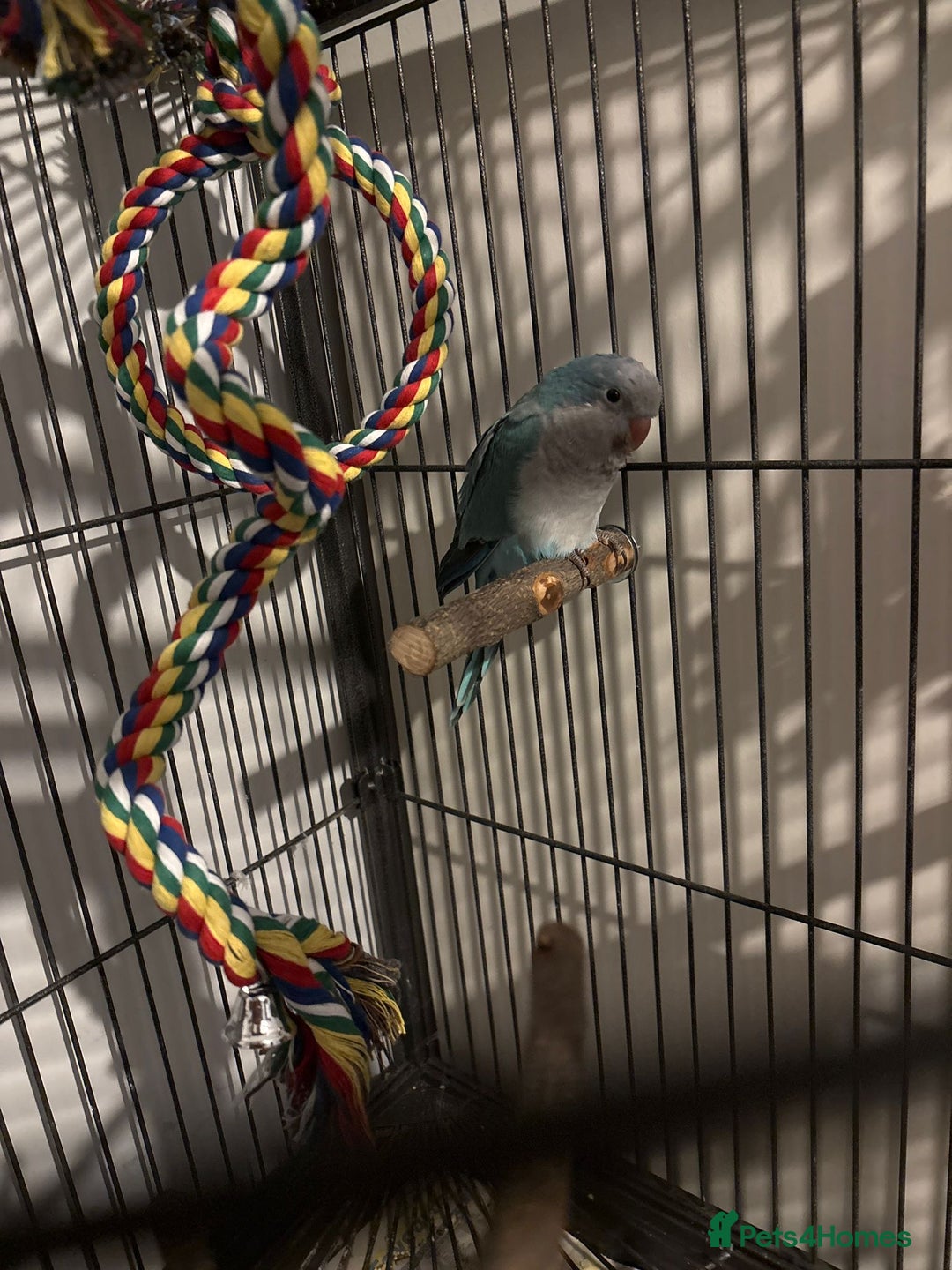 Parrots birds for sale: Baby Quaker for sale - Image 1