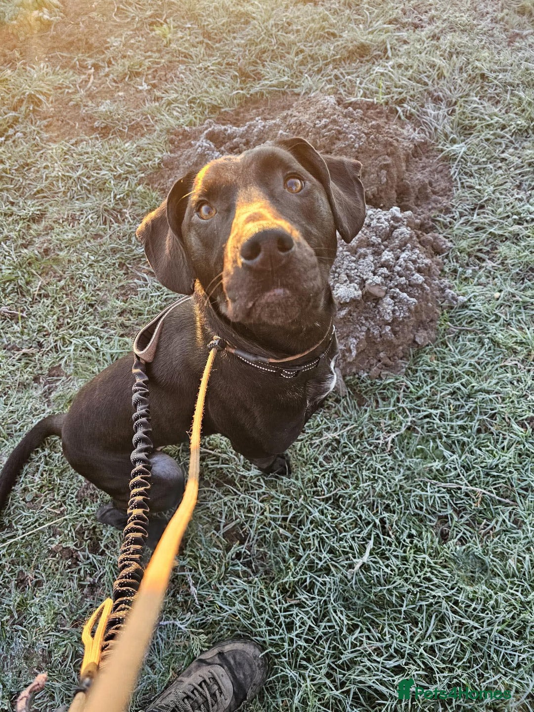 Mixed Breed dogs for adoption: Teddy - Advert 3