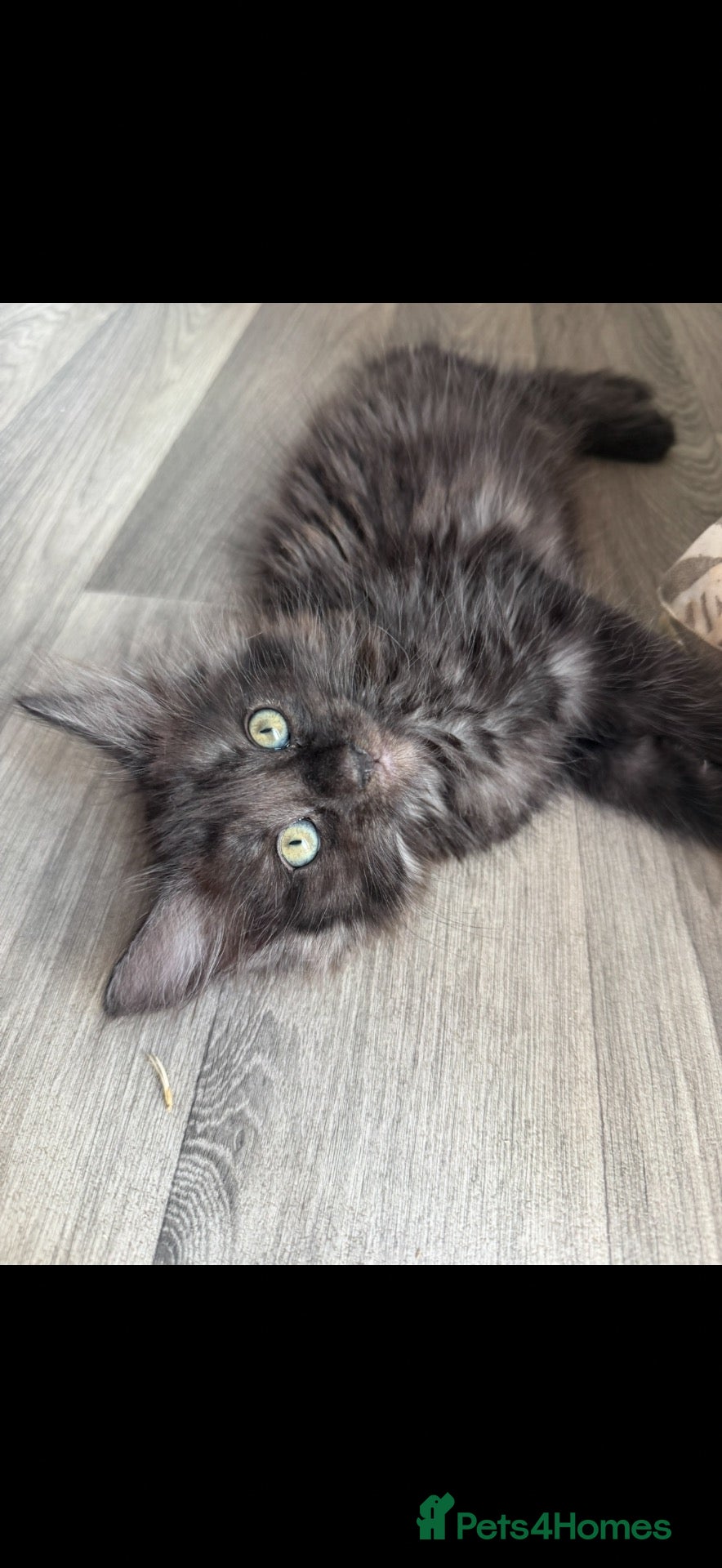 Maine Coon cats Kitten for sale - Advert 1