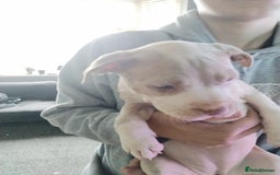 American Bulldog dogs for sale: Beautiful American bulldog  - Image 11