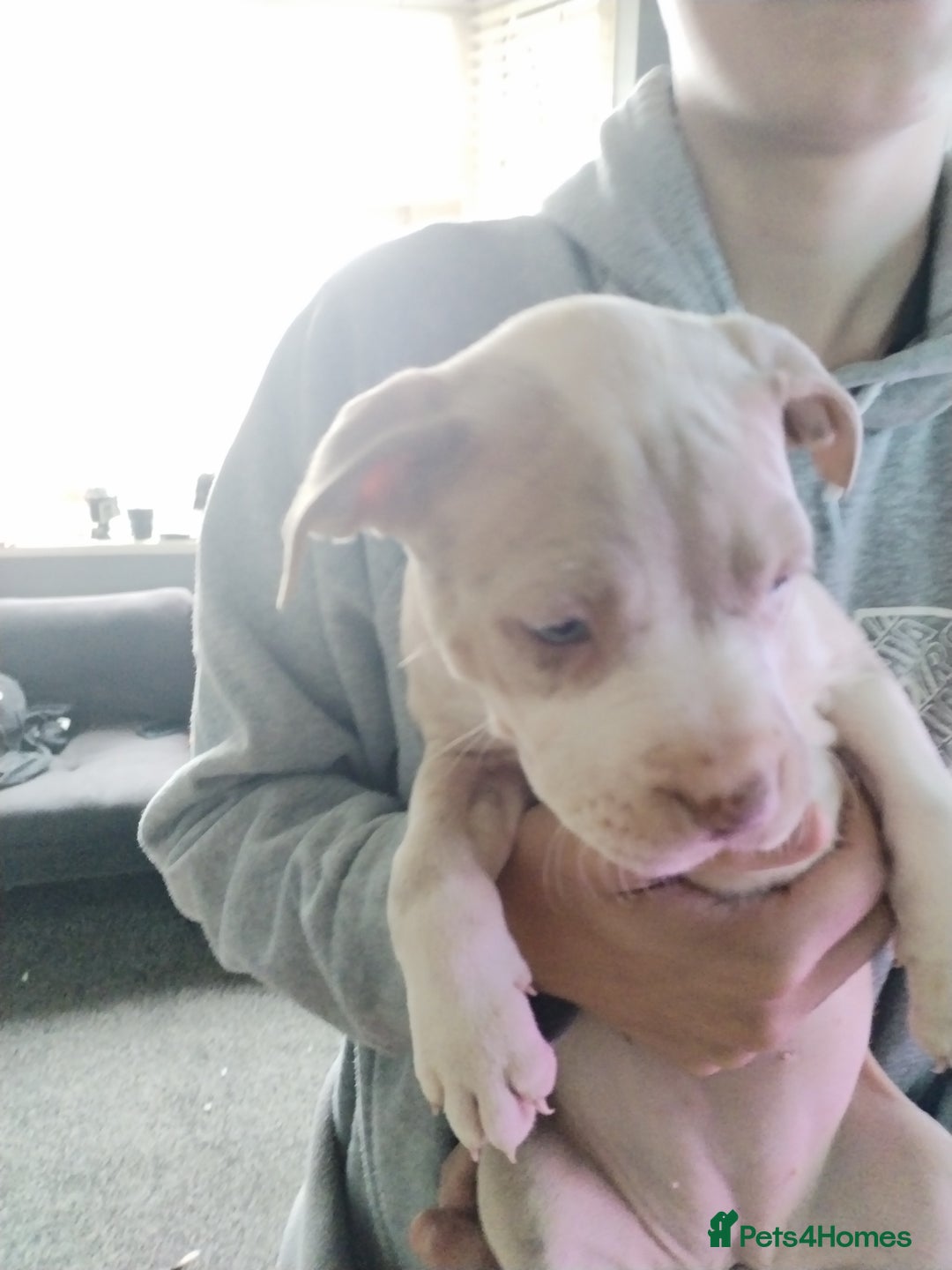 American Bulldog dogs for sale: Beautiful American bulldog  - Image 11