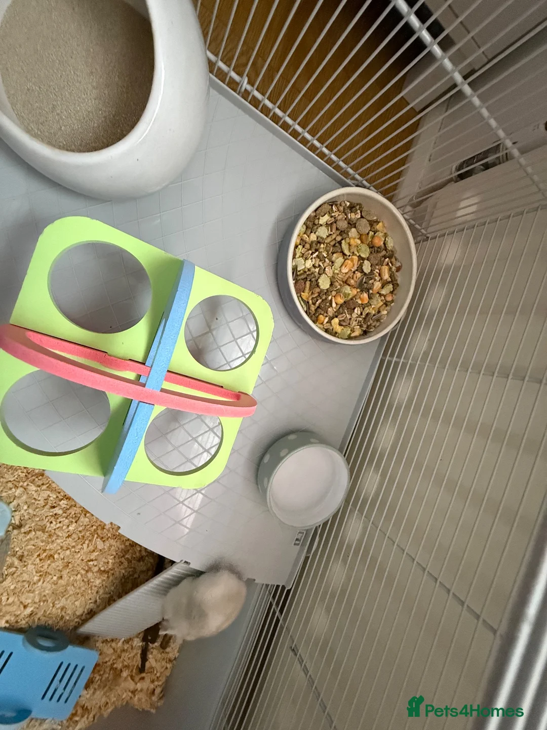 Hamster rodents for sale: Russian hamster  - Advert 12