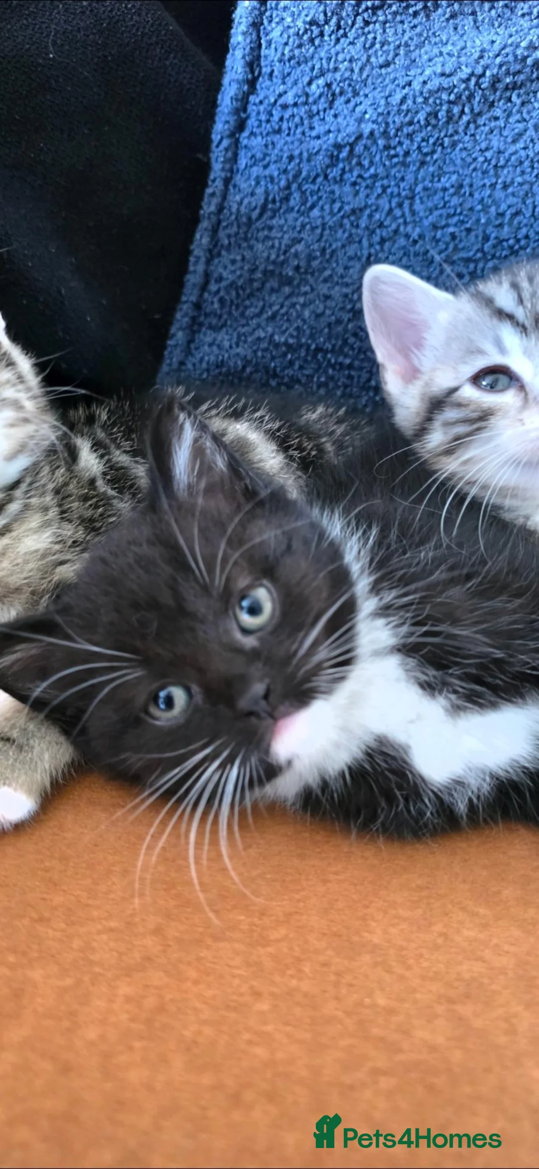 British Shorthair cats for sale: British Shorthaired Cross Kittens  - Advert 2