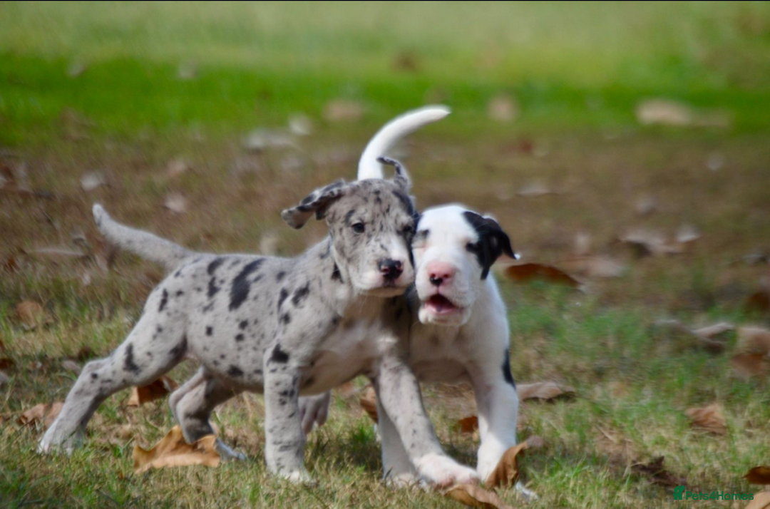 Great Dane dogs for sale:  Beautiful Great Dane Pups-Ready for Forever Homes - Image 6
