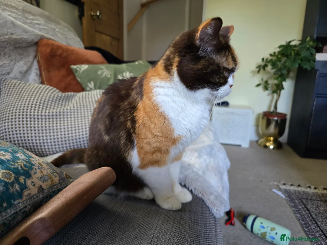 British Shorthair cats for sale: **RESERVED** ACTIVE tri-colour female - Advert 3