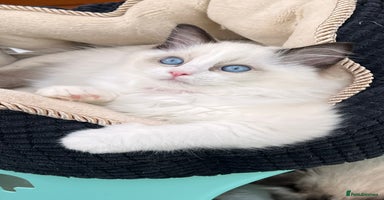 Ragdoll cats in London - Advert 9