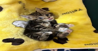 Mixed Breed cats - Advert 14