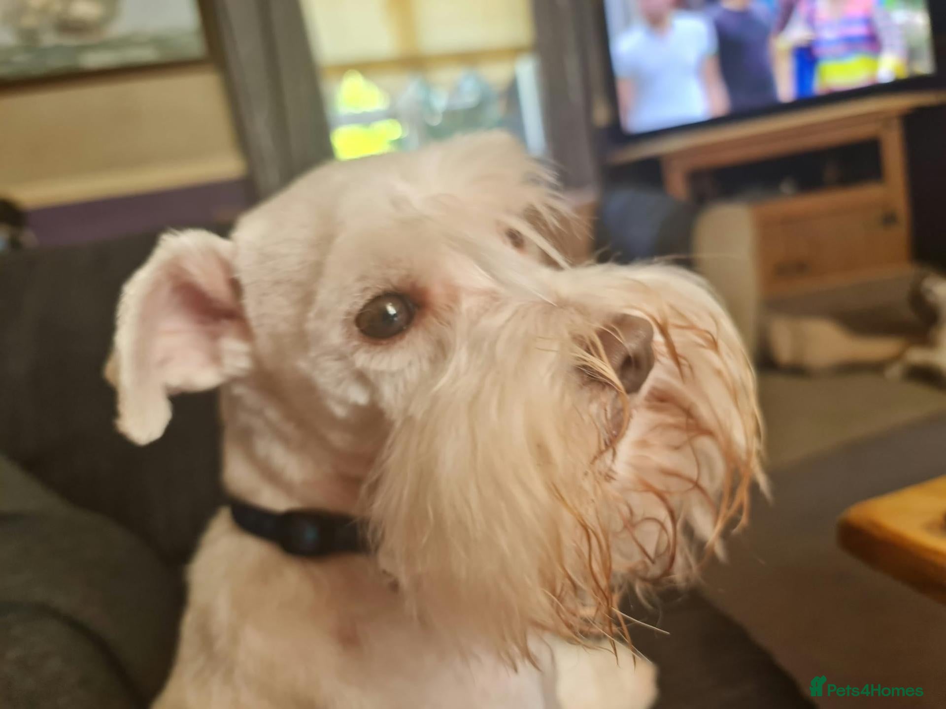 Miniature Schnauzer dogs for stud: PROVEN KC TOY MINATURE SCHNAUZER  FOR STUD    - Advert 2