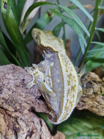 Gecko reptiles - Advert 2