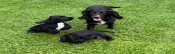 Sprocker dogs for sale: Two Black Sprockers - Advert 9
