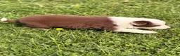 Border Collie dogs for sale: BEAUTIFUL BC PUPS, HEALTH TESTED CLEAR PARENTS  - Advert 10