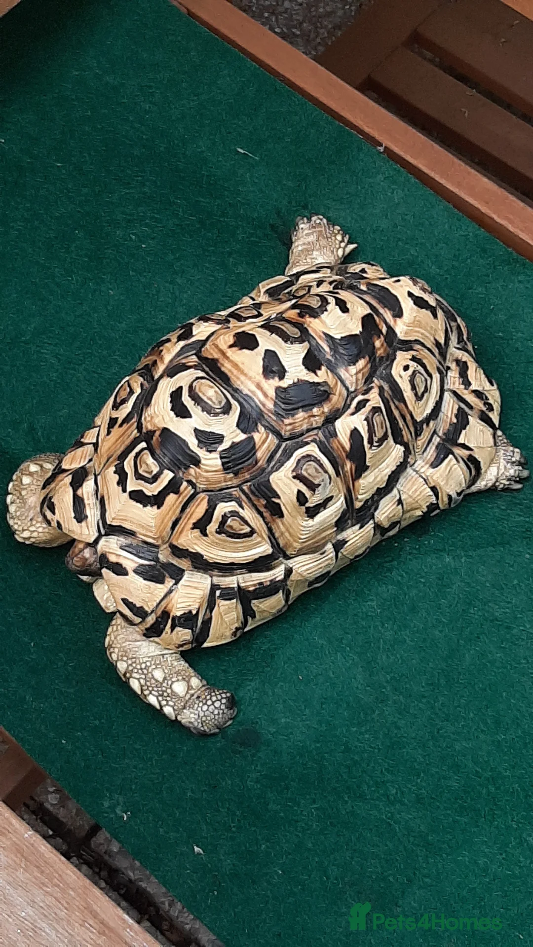 Tortoise reptiles for sale: Male Leopard Tortoise 9 years old  in Manchester - Advert 2