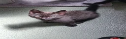Mixed Breed cats for sale: Stunning kitten boys in Willenhall - Advert 5