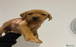 Labrador Retriever dogs for sale: Working Class Fox Red Labs  - Image 16