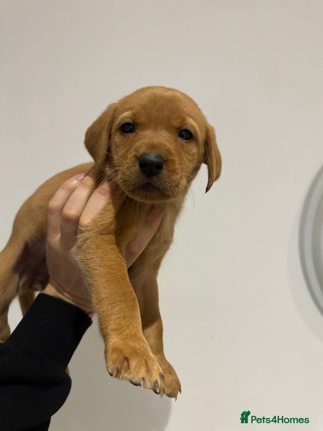 Labrador Retriever dogs for sale: Working Class Fox Red Labs  - Image 16