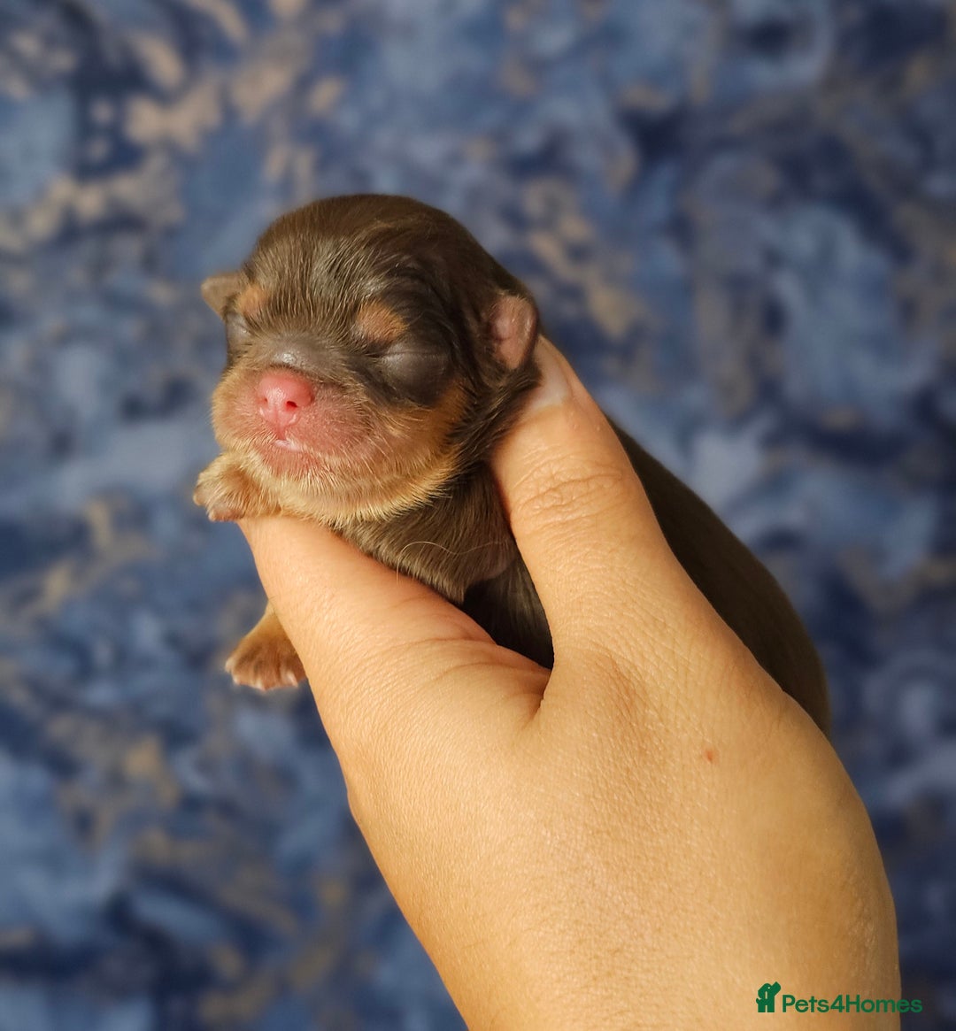 Shih Tzu dogs for sale: Chocolate Imperial Shih Tzu Puppies  - Image 3