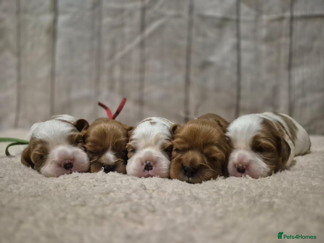 Cavalier King Charles Spaniel dogs for sale: 5 beautiful CKCS ❤️ - Advert 7