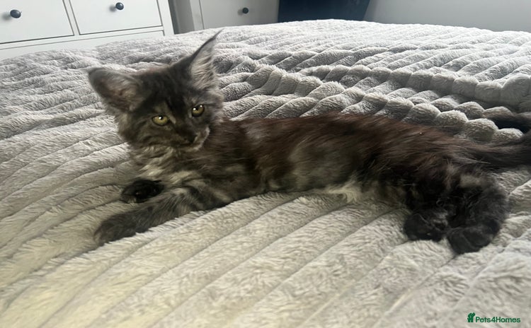Maine Coon cats - Advert 3