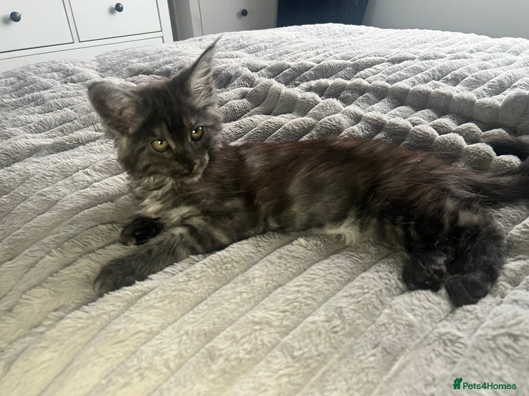Maine Coon cats for sale: XXL Maine Coon Kittens Double TICA Champion lines  - Image 1