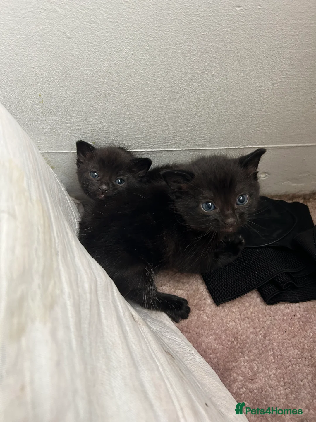Mixed Breed cats for sale: Two black female fluffy kittens - Advert 2