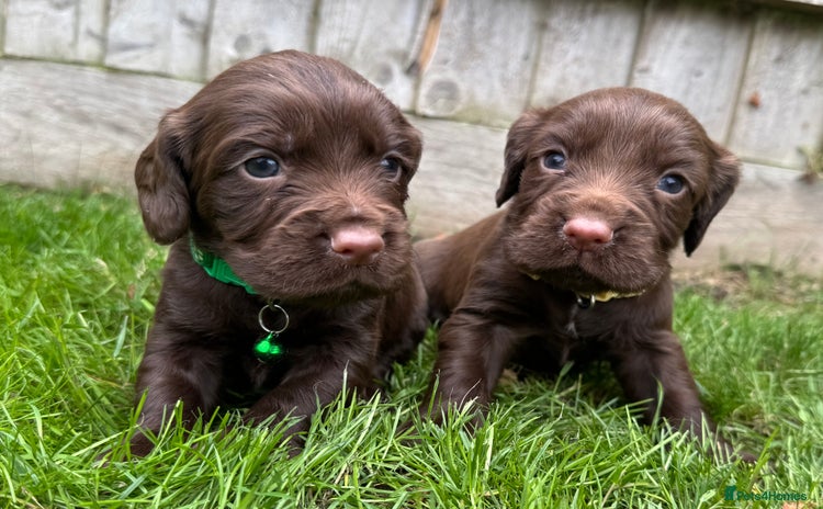 Cocker Spaniel dogs - Advert 4