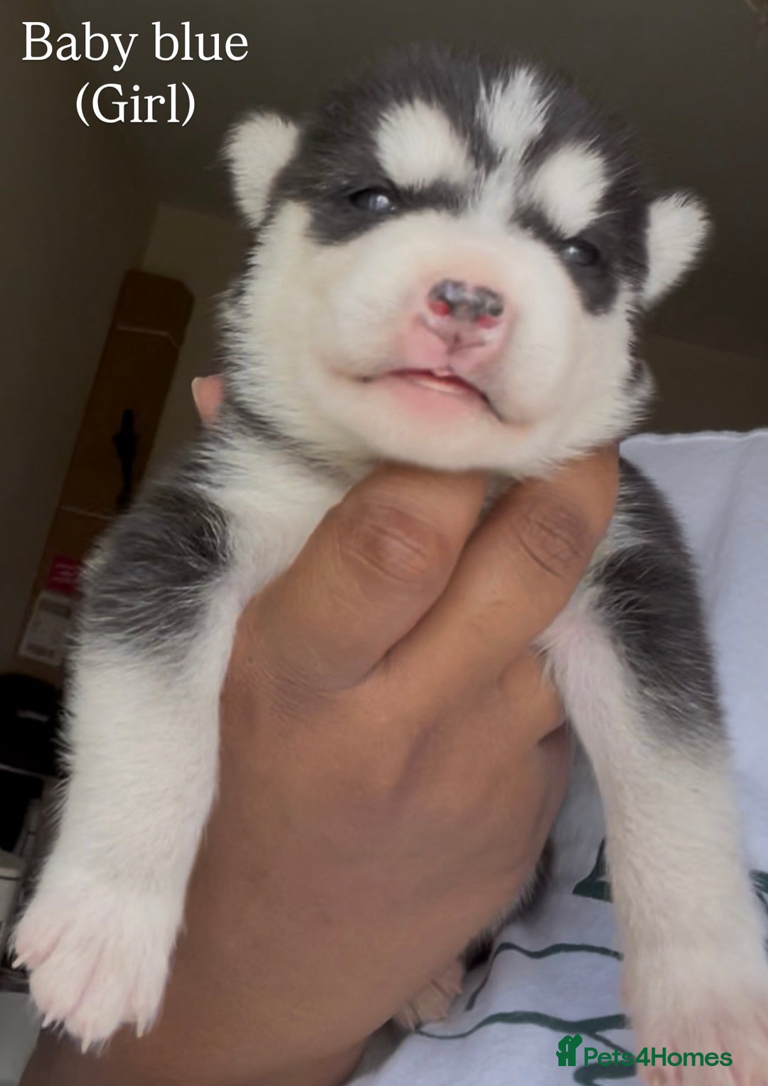 Utonagan dogs for sale: Siberian Husky cross Alaskan Malamutes Puppies - Image 4