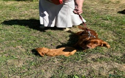 Cocker Spaniel dogs for sale: Gold show type cocker spaniel puppies  - Image 9
