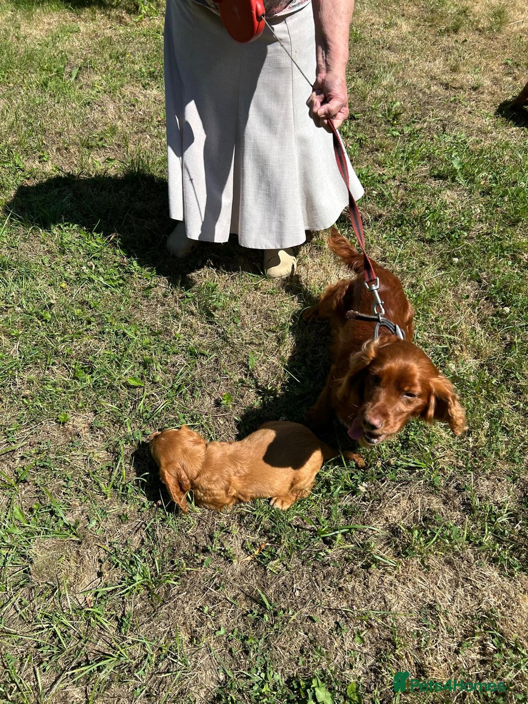 Cocker Spaniel dogs for sale: Gold show type cocker spaniel puppies  - Image 9