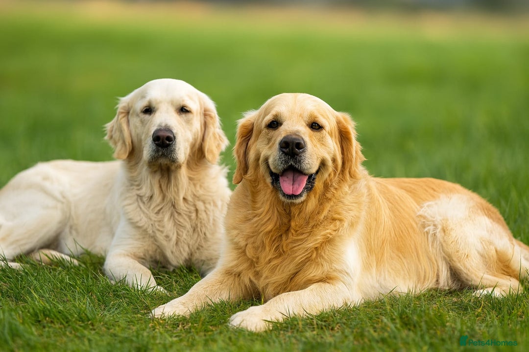 Golden Retriever dogs for sale: 🐾 Golden Retriever Puppies – Ready in December 🐾 - Image 13