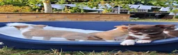 Chihuahua dogs for sale: Chihuahua Puppies  in Norwich - Advert 20