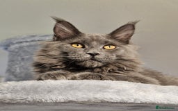 Maine Coon cats for sale: 🔥*Stunning Litter of 8💎Solid Blue Maine Coon*🔥  - Image 14