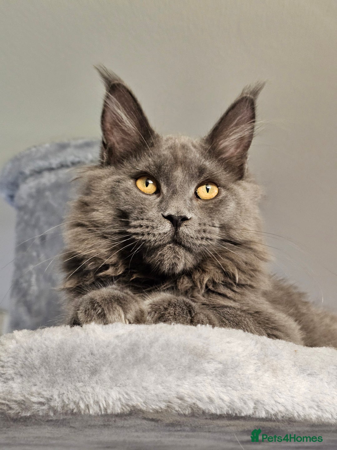 Maine Coon cats for sale: 🔥*Stunning Litter of 8💎Solid Blue Maine Coon*🔥  - Image 14