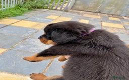 Rottweiler dogs for sale: 5-Generation Champion Line KC Rottweiler Puppies - Image 4