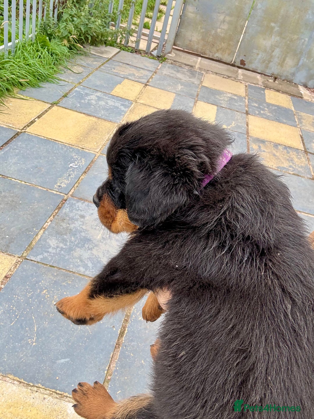Rottweiler dogs for sale: 5-Generation Champion Line KC Rottweiler Puppies - Image 4