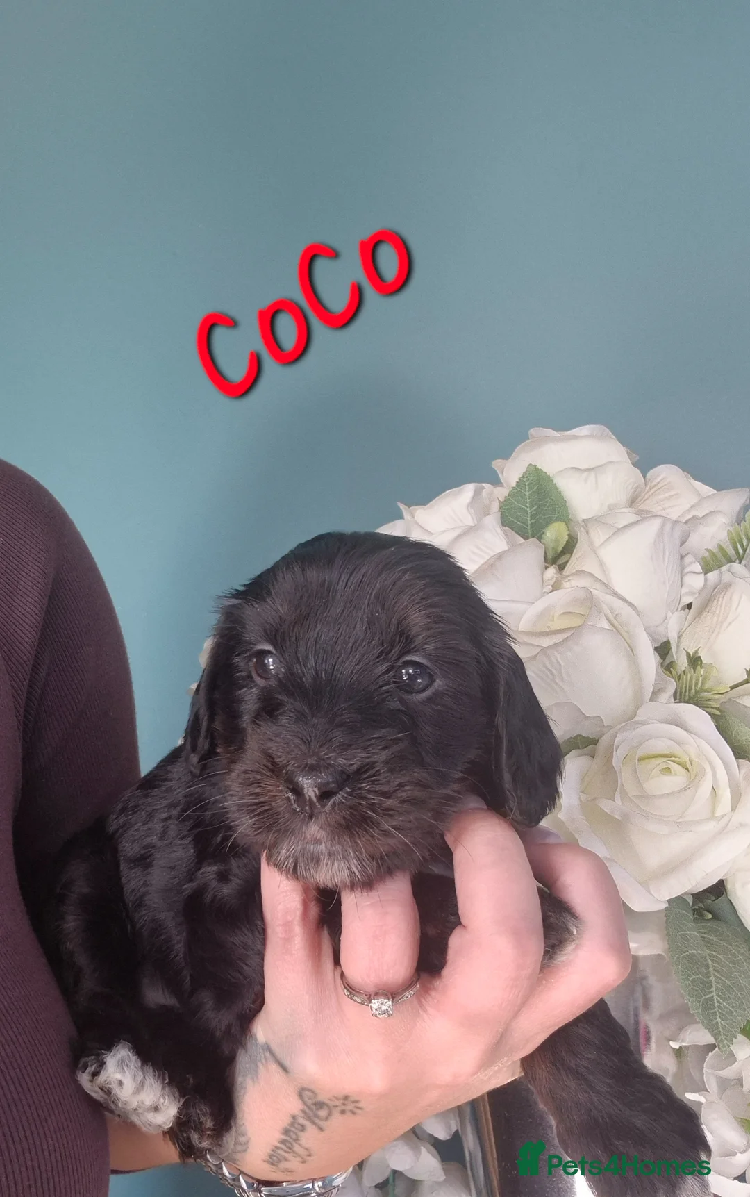 Mixed Breed dogs for sale: Beautiful Labradoodle x puppies - Advert 1