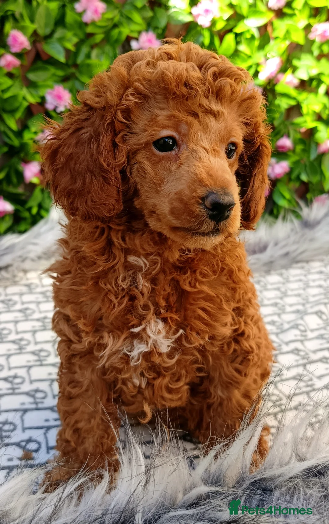 Toy Poodle dogs for sale: QUALITY MALE KC REG READY NOW - Advert 2