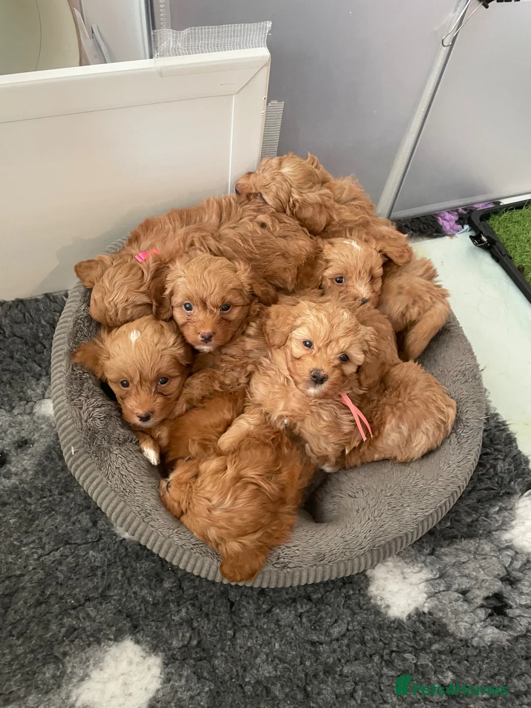 Havapoo dogs for sale: READY NOW Gorgeous Rare Havapoo 3 LEFT  - Advert 1