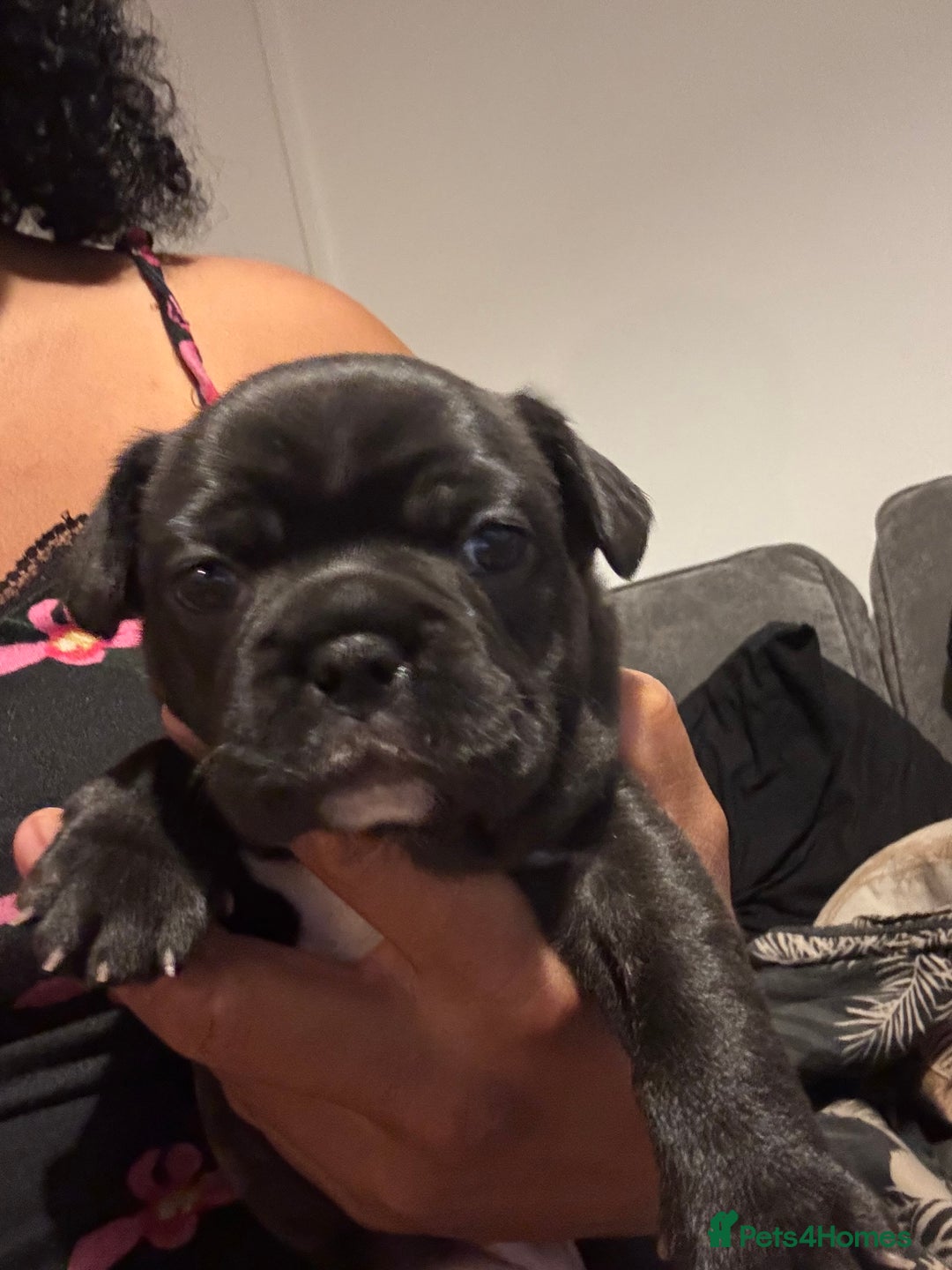 French Bulldog dogs for sale: Black Brindle Frenchie  - Advert 1